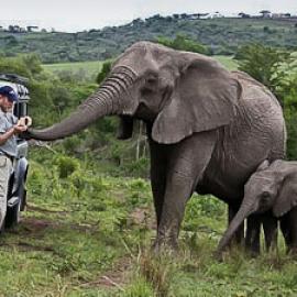 The Elephant Whisperer